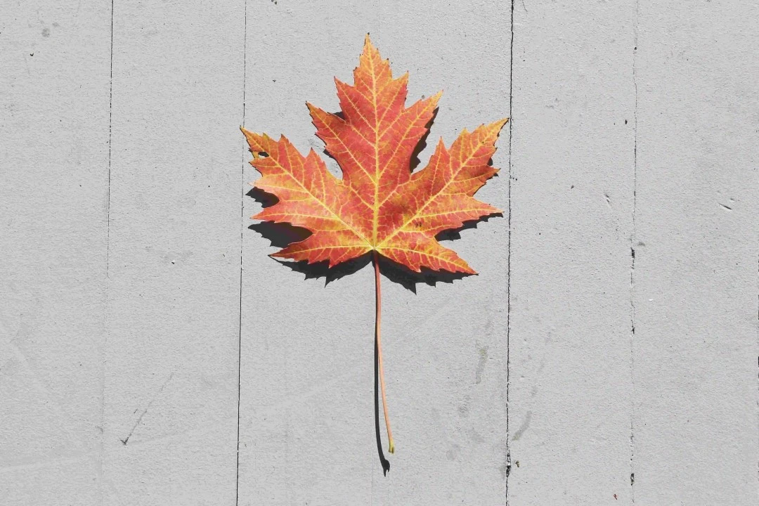 Maple leaf on a grey wooden background